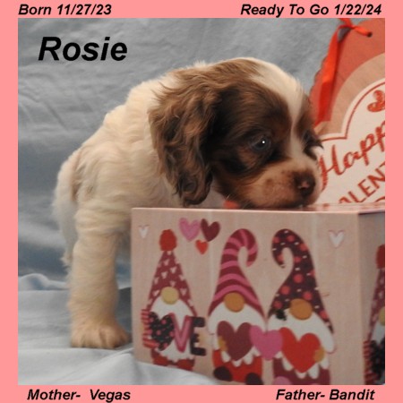 puppy, for, sale, Cocker Spaniel, Joe & Cherri  Overlease, dog, breeder, Miller, MO, dog-breeder, puppy-for-sale, forsale, nearby, find, puppyfind, locator, puppylocator, aca